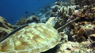 Download lagu NET17 - Indahnya Biota Laut Derawan mp3 Download lagu NET17 - Indahnya Biota Laut Derawan mp3