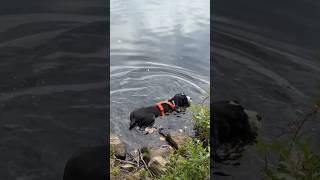 that escalated 🤣 #hiketok  #dogmom #puppy #dogcoach #doglife #animals #dogtraining #doggie #dogwalk