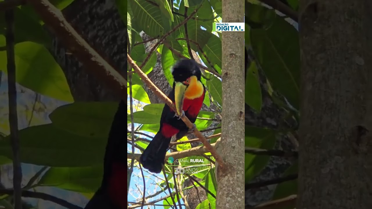 Tucano-de-bico-verde é flagrado entre galhos