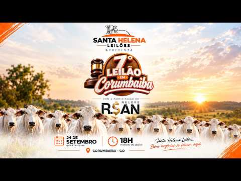 🔥 AO VIVO: 7º LEILÃO DE GADO DE CORTE - SANTA HELENA LEILÕES (Corumbaíba - GO) 24/09/26