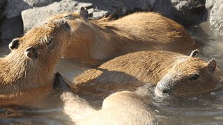Capybara on Air 【柚原いづみ / ななしいんく】