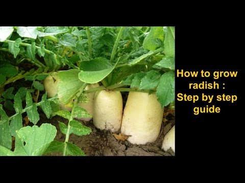 How to grow Radish: Step by step complete guide Video