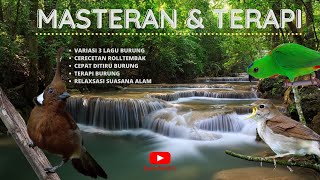Download lagu MASTERAN Serindit, Sikatan Londo, Cililin & TERAPI SUARA ALAM UNTUK MURAI , KACER, CUCAK IJO dll. mp3