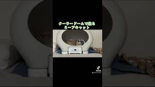 暑いの嫌いなミーアキャット。미어캣(meerkat)#shorts