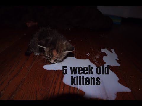 5 week old KITTEN CARE | plus one