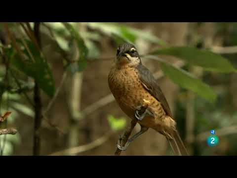 Australia salvaje: Jungla jurásica | Grandes Documentales