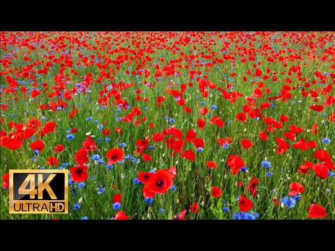 Poppy Flowers and Cornflowers