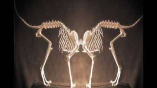 Trophy Scars - Dreams of New Orleans