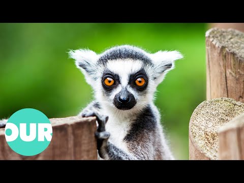 The Wild Adventures of Lemur Families in the Wild | Our World