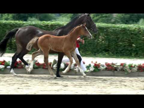 35 Akito Hengst v. All Music - Charisma I