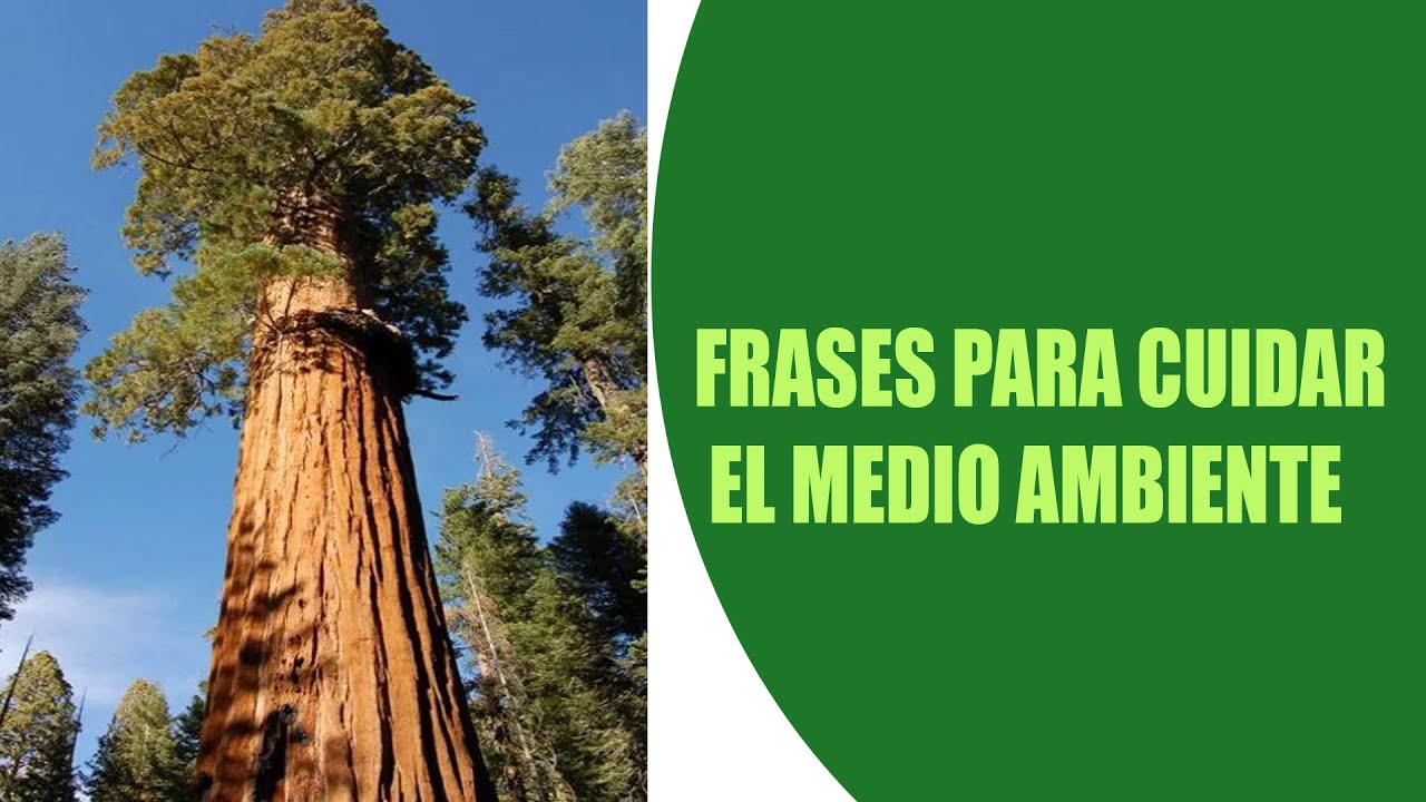 🌳 frases de ecología Frases para cuidar el medio ambiente carteles para cuidar el planeta 2022