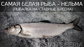 Как зимой ставить блесна на нельму