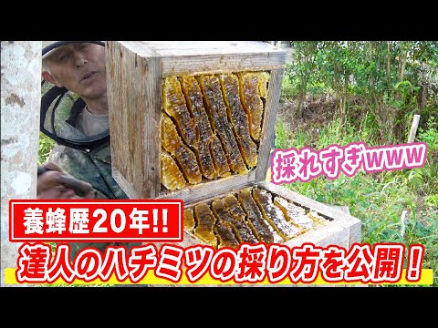 園芸 ミツバチを助ける蜂蜜を作る10本の低木