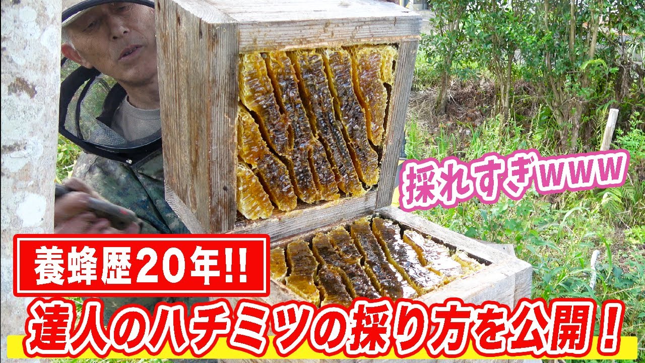 ニホンミツバチ養蜂歴20年の達人のハチミツの採り方