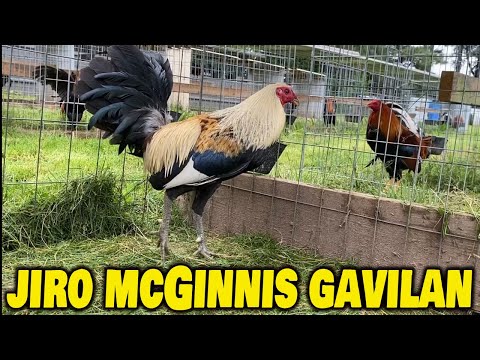 Beautiful Birds Grey McGinnis Gavilan SAG FARMS Arkansas