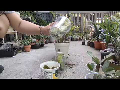 イースターサボテン 植物