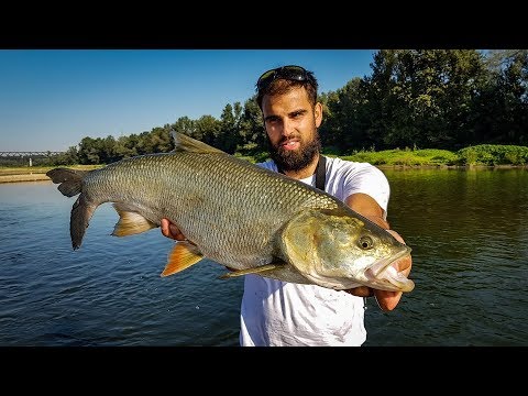 Topwater ASP fishing - river Sava