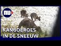 Kangoeroes springen door zeldzaam pak sneeuw in Australië