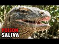 Komodo Dragon The Apex Predator We Still Don T Understand Documentary