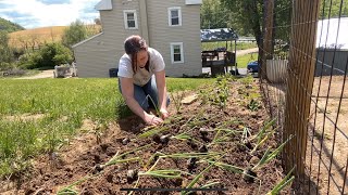 How To Plant Onions | EverCrest