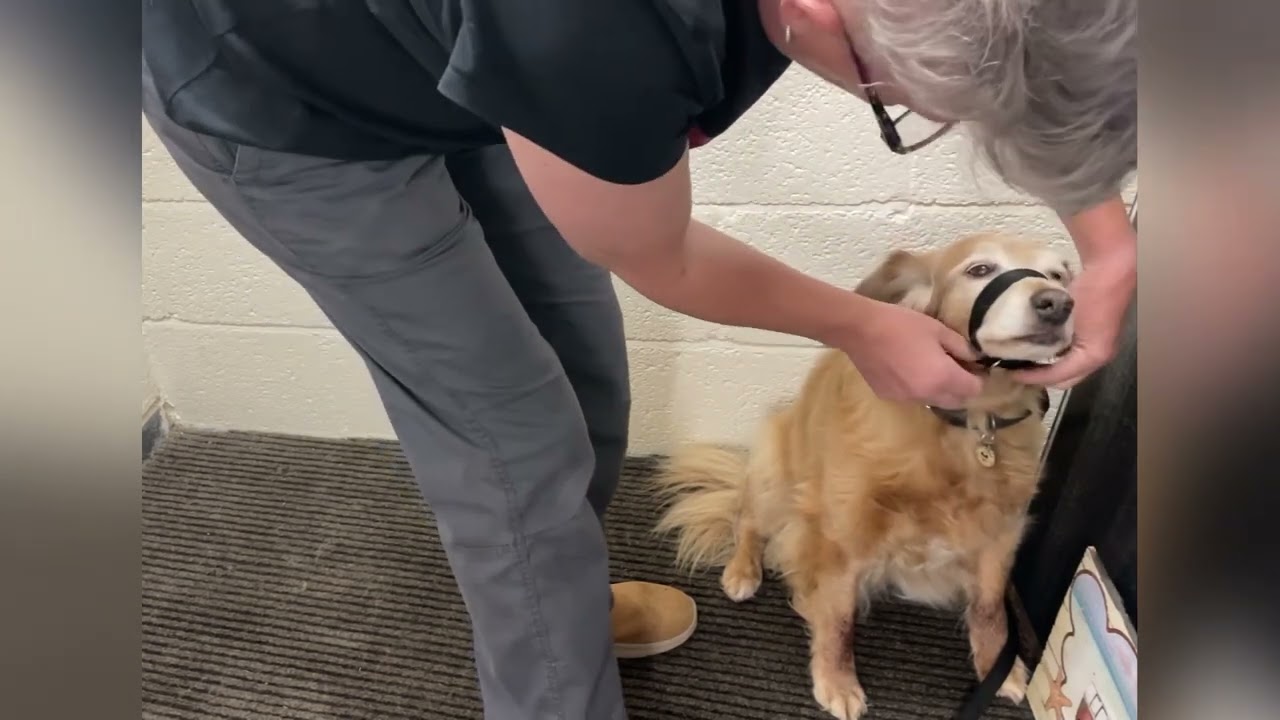 Correctly Fitting a Figure 8 Dog Lead | Meg K9