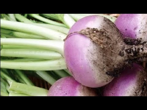 My grandmother's  favorite recipe👉A forgotten recipe that our ancestors loved