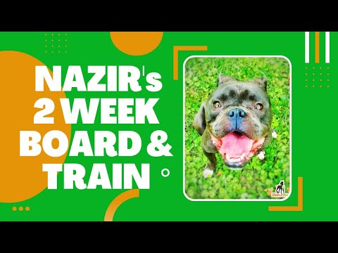 Nazir Two Weeks Board and Train