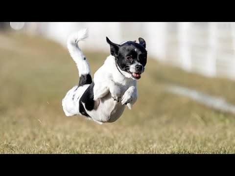 Crazy Dog Zoomies Compilation: Frenzy on Four Legs!