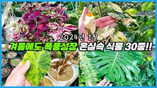 비닐하우스에서 월동중인 식물들은 무사할까요?? 온실속 식물 30종 투어!!