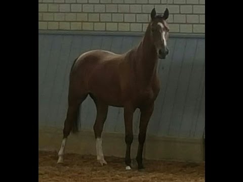 LUPILORA, *2012, Lupicor x Lancer III x Landstreicher