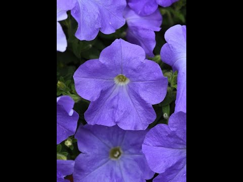 E3 Wave Petunias has loads of colorful blooms for your garden, containers and hanging baskets!