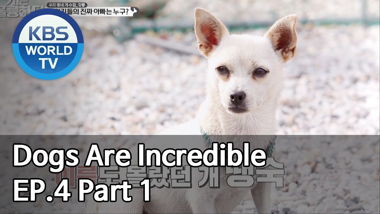 Dogs are incredible | 개는 훌륭하다 EP.4 Part 1 [SUB : ENG/2019.12.17]