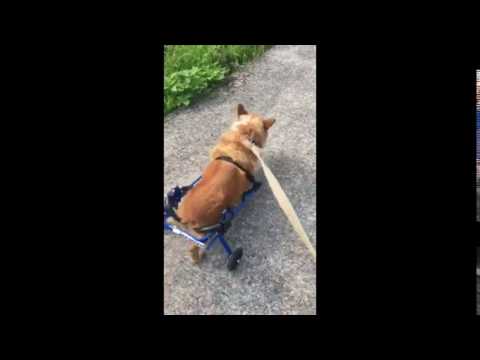 コーギーのこたろう君が犬の車椅子で歩く動画