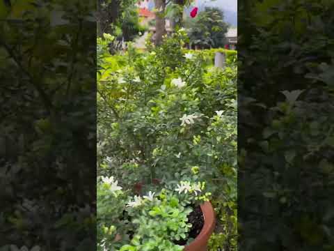 Valley of flowers only human being are blossom even nature  #rishikesh #artofliving