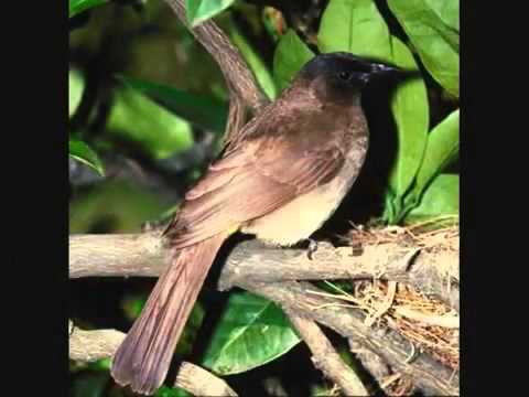 ▶ BÜLBÜLLER SAZDA GÜLLER NİYAZDA