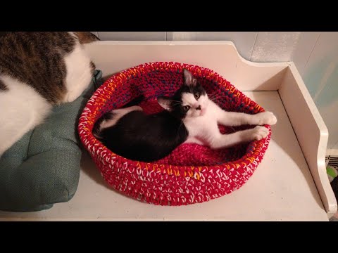 Crochet cat bed! Tutorial, fast fun an very easy. My cats love it .