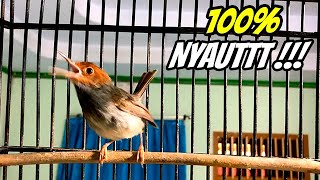 Download lagu Suara Prenjak Gacor dor Ampuh💯% BIKIN PRENJAK ANDA JADI FIGHTER, COBA SAJA !!! mp3