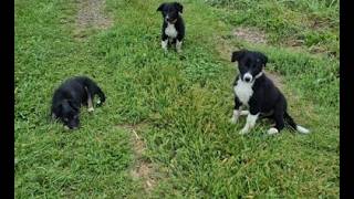 Video preview image #1 Border-Aussie Puppy For Sale in BLUE RIVER, WI, USA