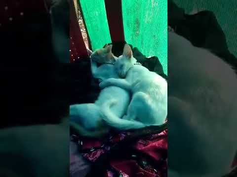 Funny_Comady_vedio ♥