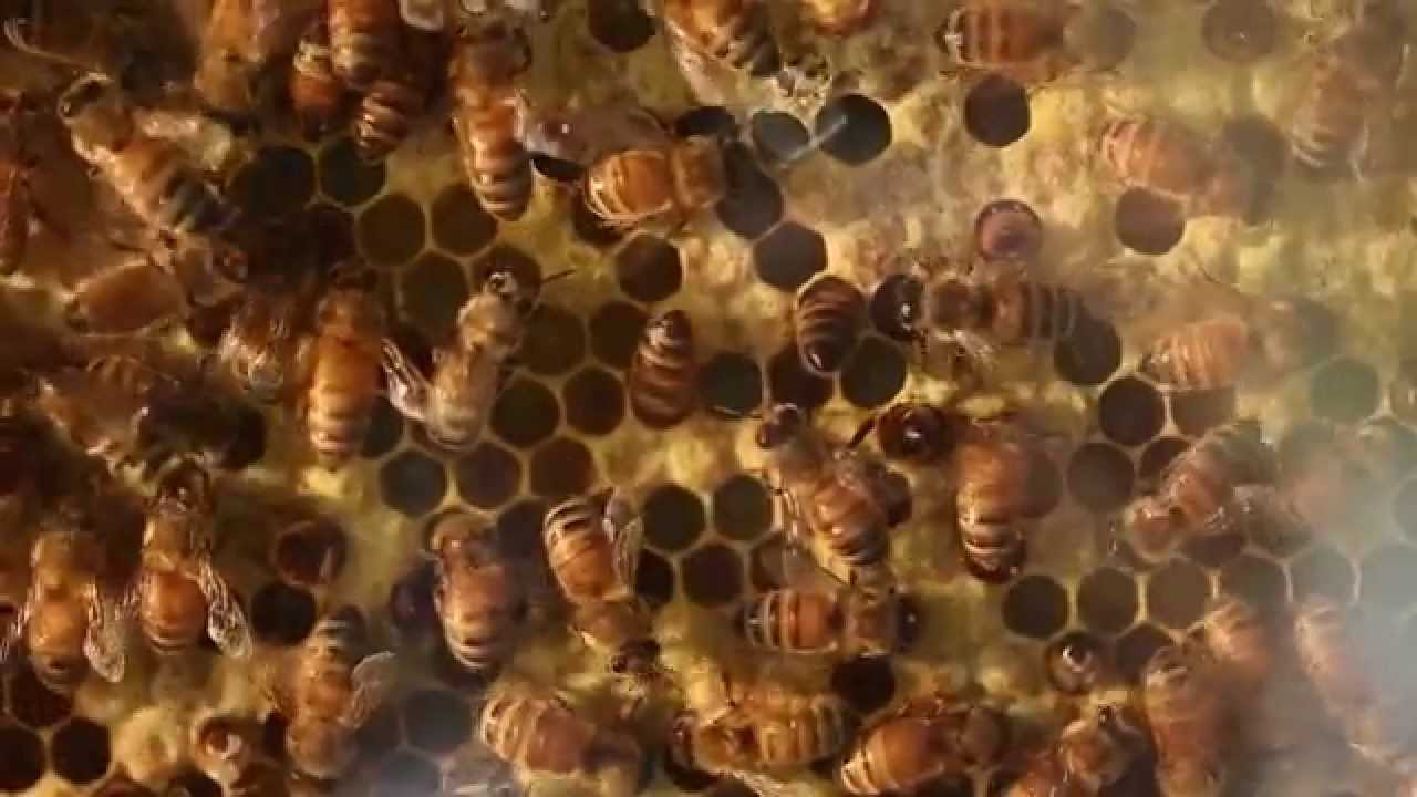 The Bees Are Back!