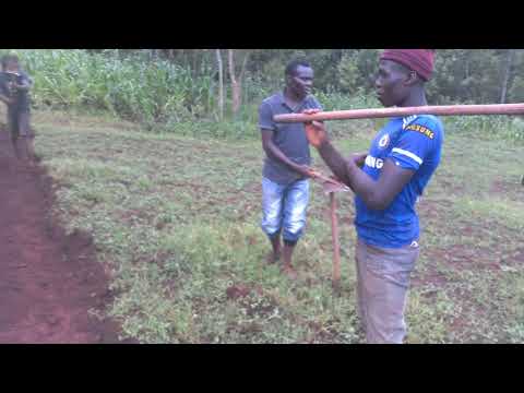 onion planting part 3 land preparation
