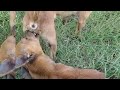 Dogs Meeting Dogs Mating Meeting Mating Meeting Mating Dog Dogmating Animalmeeting