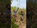 Bending Branches In Guava Plants  a Technique For Better Flowering And Fruiting Shorts Short