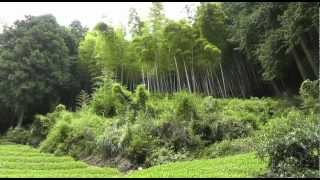 Sounds from a bamboo grove in summer - softypapa adventures