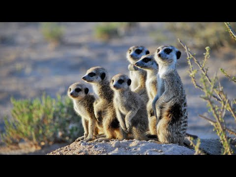 Meerkats  le sentinelle del deserto