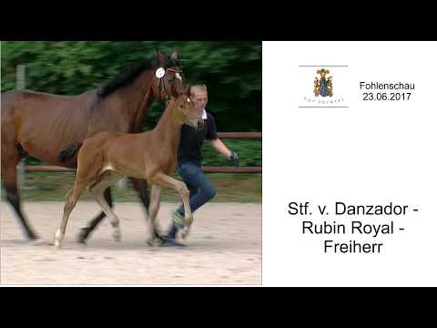 Stf v Danzador x Rubin Royal x Freiherr 2017