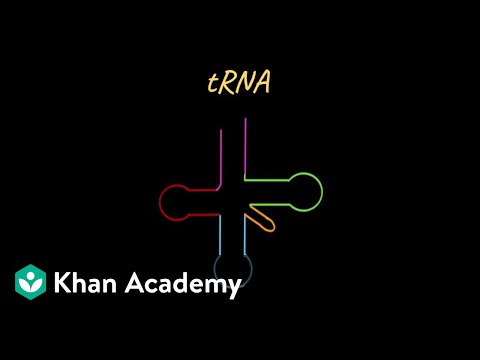 tRNA | Molecular Basis of Inheritance | Class XII | Biology | Khan Academy