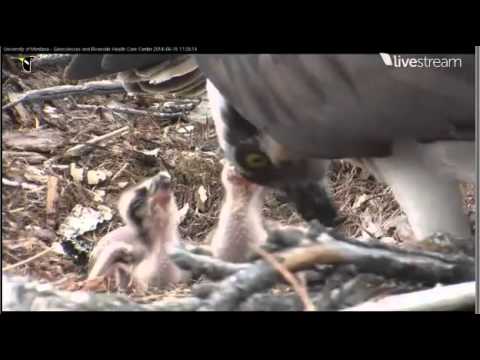 2014 Hellgate Osprey Cam - 6/15/14 - Chicks One and Two have a Meal