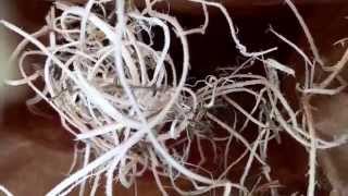 Newborn Praying Mantises For The Outdoor Sanctuary