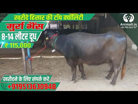 Black murrah buffalo